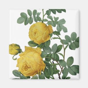 Vintage yellow rose painting magnet