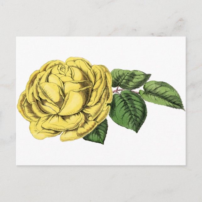 Vintage Yellow Rose Postcard (Front)