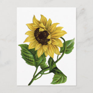 Vintage Yellow Sunflower Blank Floral Postcard