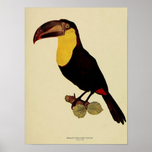 Vintage yellow throated toucan color photo poster