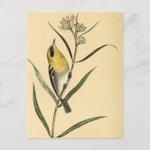 Vintage Yellow Warbler Bird Postcard