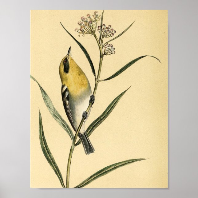 Vintage Yellow Warbler Bird Poster (Front)