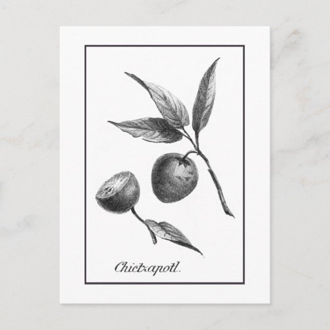 Vintage zapote exotic fruit etching card (Front)