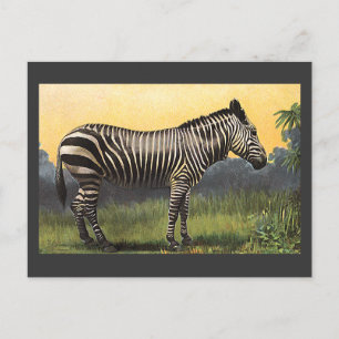 Vintage Zebra in the African Savannah, Wild Animal Postcard