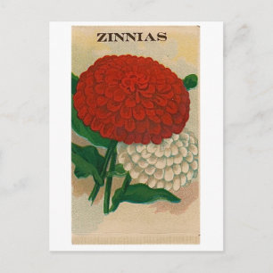 vintage zinnia seed packet postcard