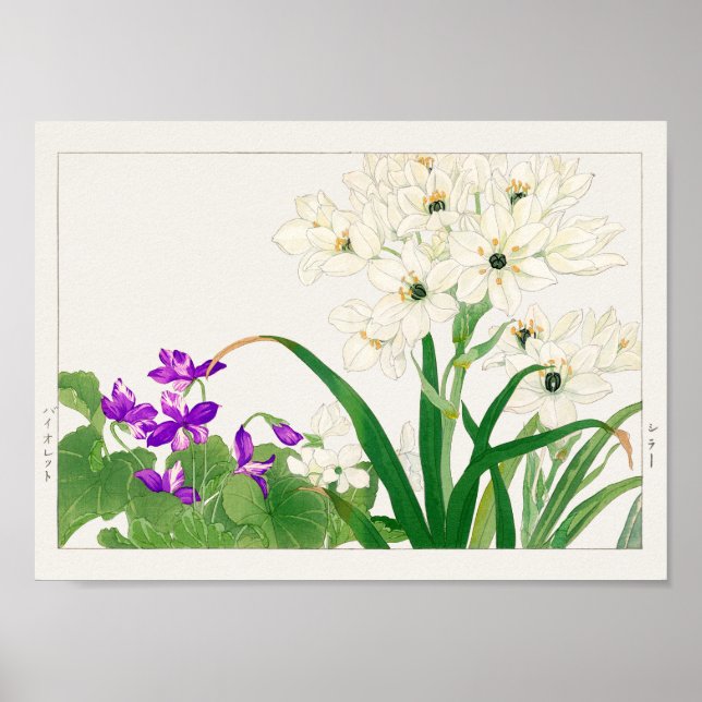 Viola, Arabian star flower by Tanigami Konan Poster (Front)