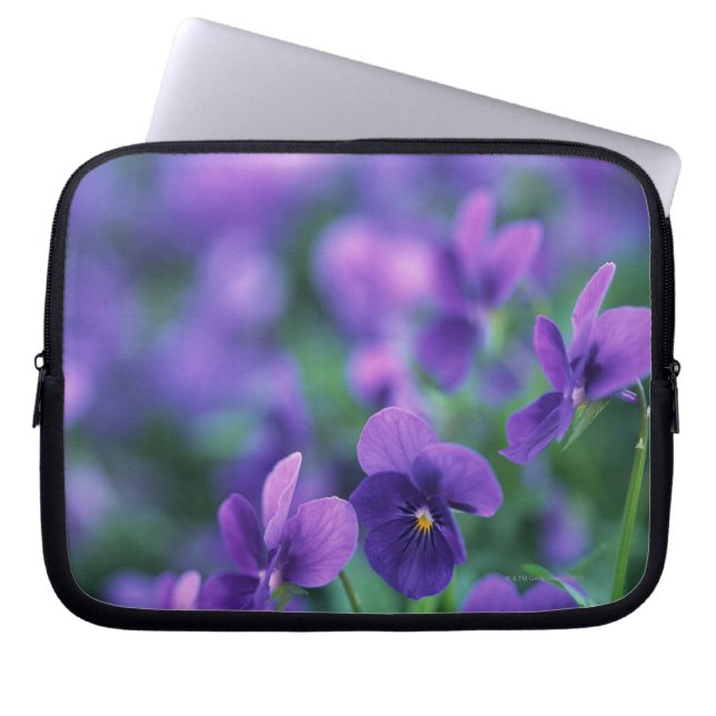 Viola Laptop Sleeve (Front)