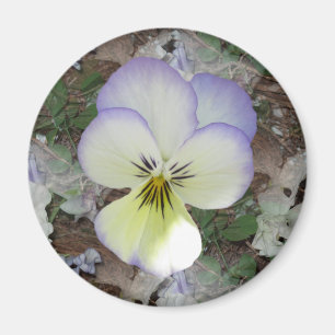 Viola Pansy ~ Lavender Cream 2 Magnet