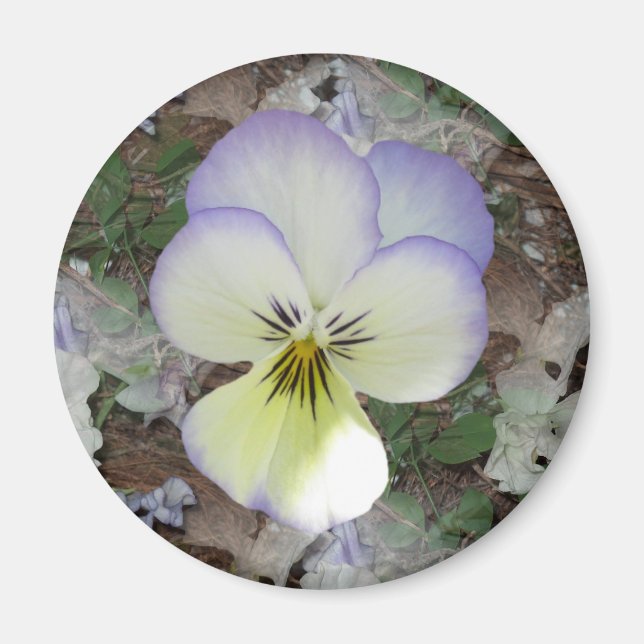 Viola Pansy ~ Lavender Cream 2 Magnet (Front)