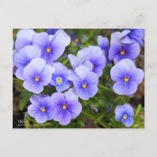 Viola：Postcard Postcard