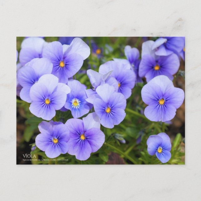 Viola：Postcard Postcard (Front)