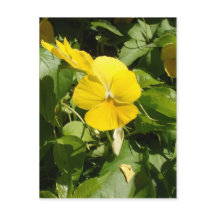 Viola 'Swiss Giant Yellow'