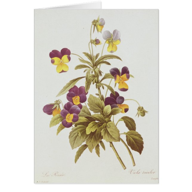 Viola Tricolour (Front)