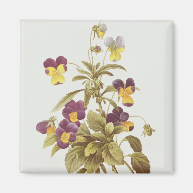Viola Tricolour Magnet (Front)