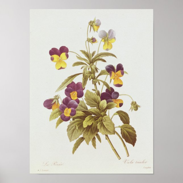 Viola Tricolour Poster (Front)