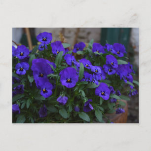 Viola wittrockiana postcard