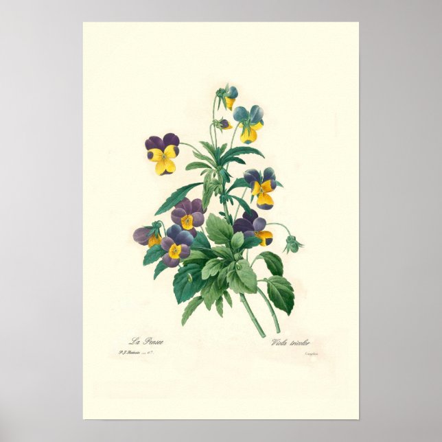 Violas Poster (Front)