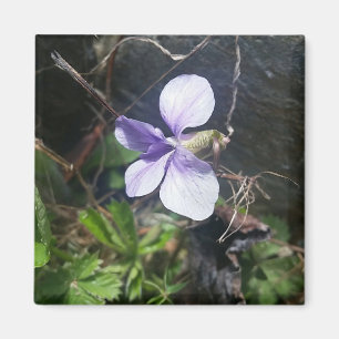 violet 1 magnet