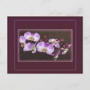 Violet and White Orchid Close Up Photograph Postcard