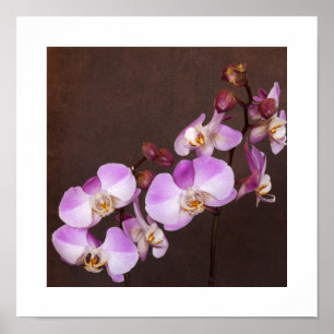 Violet and White Orchid Close Up Photograph Poster