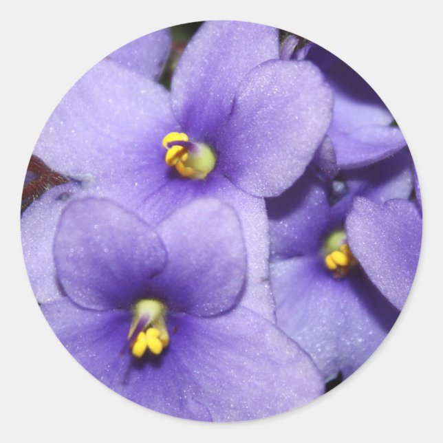 Violet Boquet Classic Round Sticker (Front)