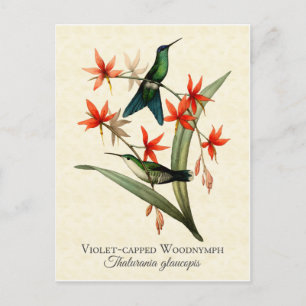 Violet Capped Wood Nymph Hummingbird Art Postcard