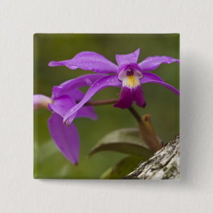 Violet Cattleya Orchid Cattleya violacea) 15 Cm Square Badge