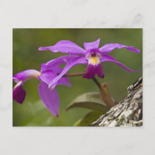 Violet Cattleya Orchid Cattleya violacea) Postcard