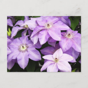 Violet Clematis Postcard
