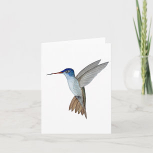 Violet-crowned Hummingbird Card