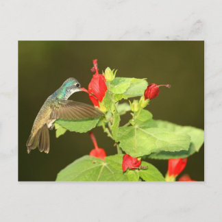 Violet-crowned x Broad-billed hybrid hummingbird Postcard