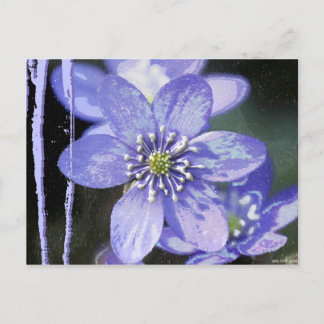 Violet Dreams Postcard