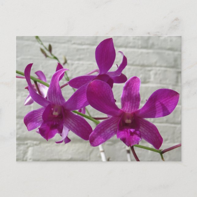 Violet Exotic Orchid Flowers Postcard (Front)