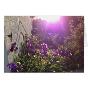 Violet Fire by Harmony