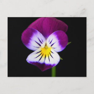Violet Flower pccnm Postcard