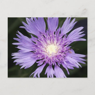 Violet Flower Postcard