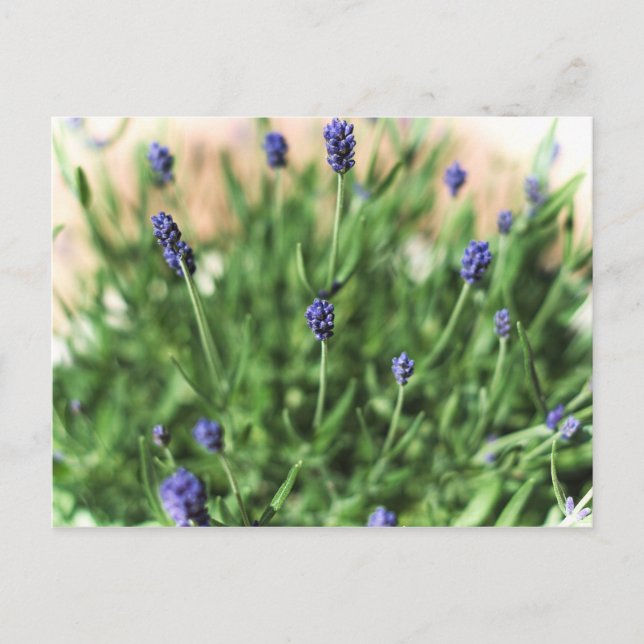 Violet Flowers - Postcard (Front)