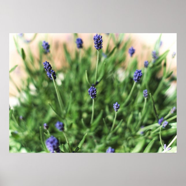Violet Flowers - Poster (Front)