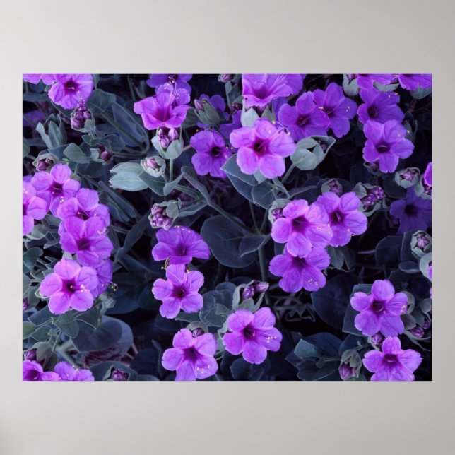 Violet flowers poster (Front)