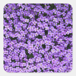 Violet Flowers Square Sticker