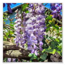 Violet Flowers Wisteria