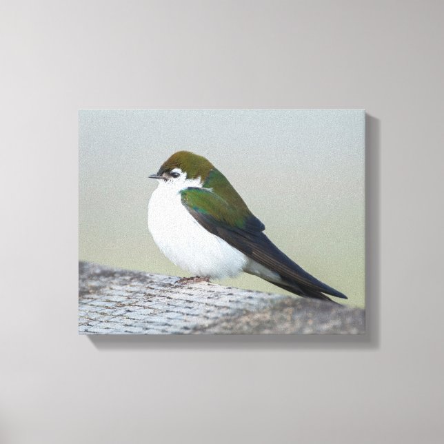 Violet Green Swallow Canvas Print (Front)