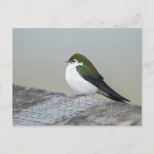 Violet Green Swallow Postcard