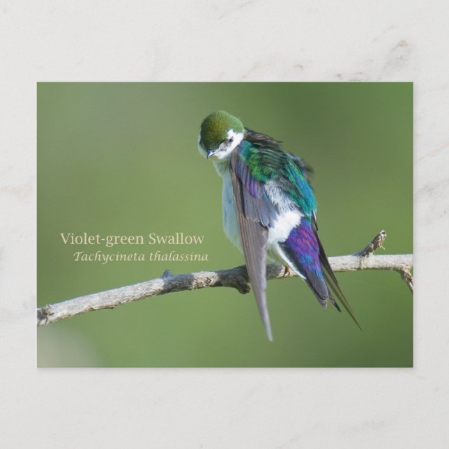 Violet-green Swallow Postcard (Front)