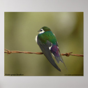 Violet-green Swallow Poster