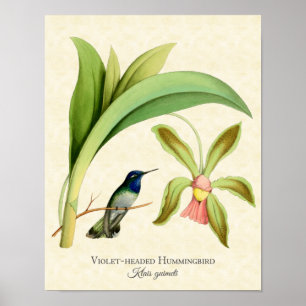 Violet Headed Hummingbird Art Print