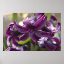 Violet Hyacinths