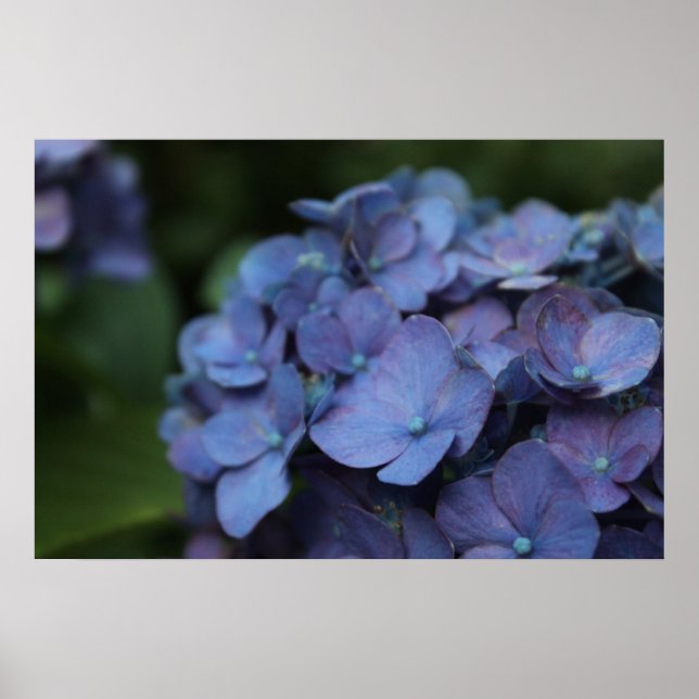 Violet in Twilight Poster (Front)