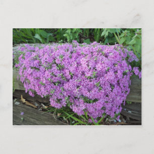 Violet Mass Of Flowers Postcard
