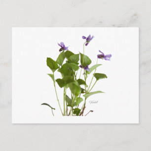 Violet Postcard